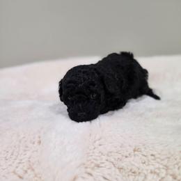 Chyna (AKC) - Black female Poodle puppy in Rainbow City, Alabama from Spinks Poodles