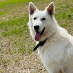 Leo - Berger Blanc Suisse