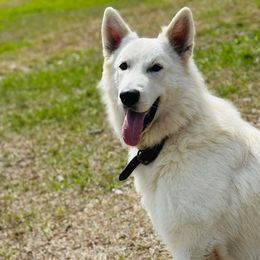 Leo - Berger Blanc Suisse