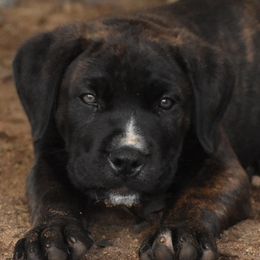 Boy 1 - Cane Corso puppy from Willow Creek Cane Corsos