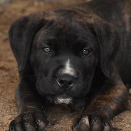 Boy 1 - Cane Corso puppy from Willow Creek Cane Corsos