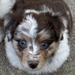 Aussiedoodle and Miniature American Shepherd Puppies from Lori Davis
