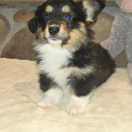 Orange collar fluffy - Black and tan male Pembroke Welsh Corgi puppy in Necedah, Wisconsin from The 6Ks Paws and Hobbies