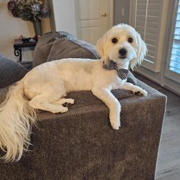 Maltipoo All Grown Up from Tiffany Akins