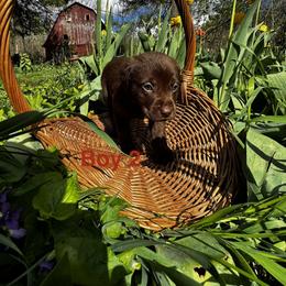 Red - Chocolate male Labrador Retriever puppy in Lawton, Michigan from DuckAlly Kennel