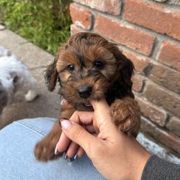 Collie, Goldendoodle, Havapoo, and Labradoodle Puppies from Oregon Valley Pups