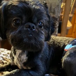 Shih Tzus from Cuddly Coastal Cuties