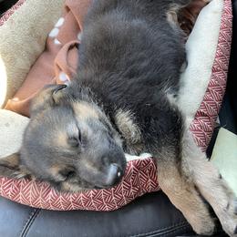 German Shepherd Puppies from Dady Shepherds