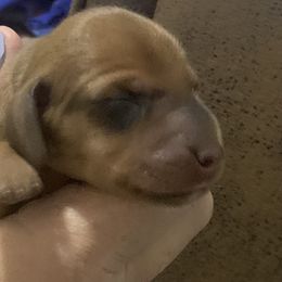 Shaded red male - Red male Dachshund puppy in Bethany, Connecticut from Mardox Dachshunds
