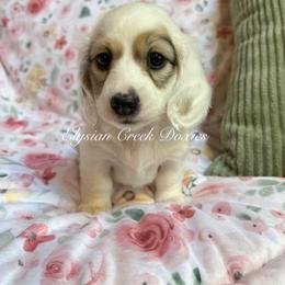 Dachshund Puppies from Elysian Creek Doxies