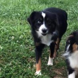 Belle - Toy Australian Shepherd