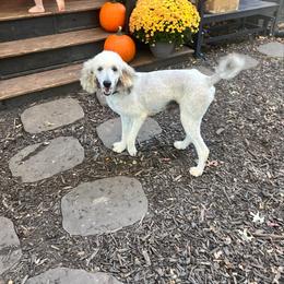 Ellie Rae - Silver female Poodle puppy in Lafayette, Alabama from Williams Lake Kennels