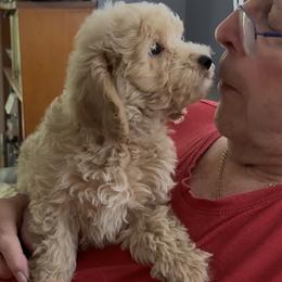 Leo - Apricot male Goldendoodle puppy in Springfield, Pennsylvania from Lesher Goodwin Goldendoodles