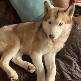 Siberian Huskies from Krystal Wolf Siberians
