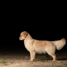 Wednesday - Golden Retriever