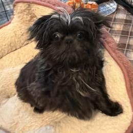 Tiny Tina - Blue female Shih Tzu puppy in Victorville, California from RUMBLE n TUMBLE