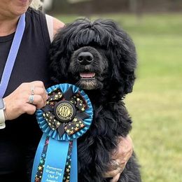Portuguese Water Dogs from Oreo Bay Portuguese Water Dogs