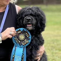 Portuguese Water Dogs from Oreo Bay Portuguese Water Dogs
