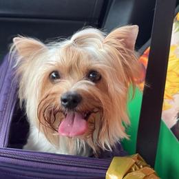 Trinity - Yorkshire Terrier