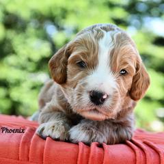 Bernedoodle and Irish Doodle Puppies from Willow-Be Doodles