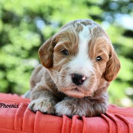 Bernedoodle and Irish Doodle Puppies from Willow-Be Doodles