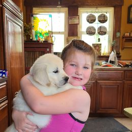 Golden Retriever Puppies from Fiddle In Gold Retrievers