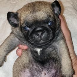 Boy 4  COMET - Fawn male Pug puppy in Gadsden, Alabama from Carla's Pugs