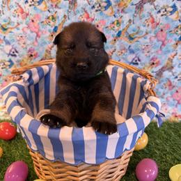 Luca - male German Shepherd puppy in Pelzer, South Carolina from Lisa's Canines