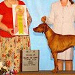 Vizslas and Weimaraners from Midwest Dream