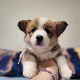 Lily - Red female Pembroke Welsh Corgi puppy in Palm Bay, Florida from Space Coast Corgi
