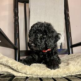 Kingston - Black male Goldendoodle puppy in Macclenny, Florida from Davis's Doodles