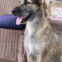 "Gypsy is the 1st Female and 1st Coated UKC Grand Chsmpion " Peruvian Inca Orchid All Grown Up from Calypso Kennel