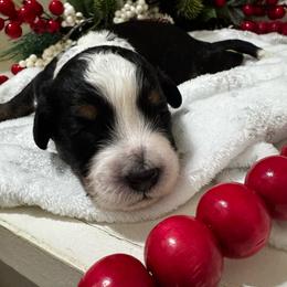 Elvis - Tri-color male Bernedoodle puppy in Gilbert, Arizona from The Berne Barn... it’s a Doodle thing!
