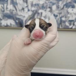 Shimmer - White and red female Pembroke Welsh Corgi puppy in Tomball, Texas from Larsen Loved Corgis