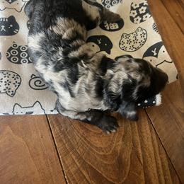 Blosson - Parti female Poodle puppy in Sierra Vista, Arizona from KnightWatch K-9