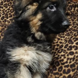 Pistol - German Shepherd puppy from Blauen Bergen