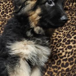 Pistol - German Shepherd puppy from Blauen Bergen