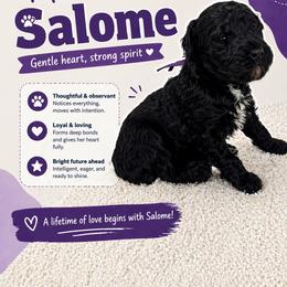 Cartwright's Salome the Devoted - Black female Poodle puppy in Albany, Kentucky from Impressive Cartwright Standards