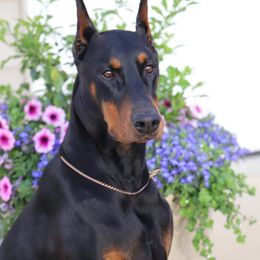 Doberman Pinschers from Rockhill Dobermans