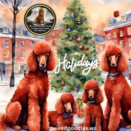 Poodle Puppies from Heavenly Poodles