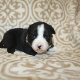 Shamrock - Black tri male Toy Australian Shepherd puppy in Licking, Missouri from Burnett Aussies