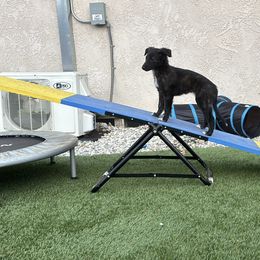 Silken Windhound Puppies from Intriga Hounds