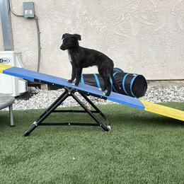 Silken Windhound Puppies from Intriga Hounds