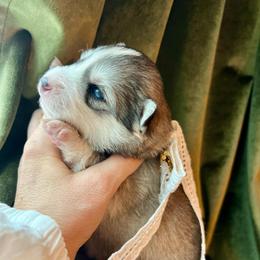 Payette - Black and white female Pomsky puppy in Rathdrum, Idaho from Smart Pomskies and Frenchies