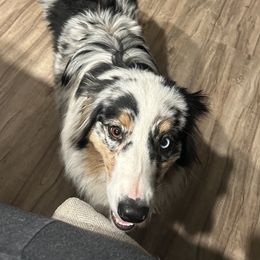 Australian Shepherd puppies from Abigail’s Angels Australian Shepherds