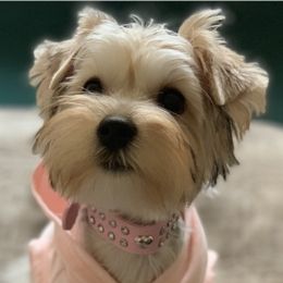 Oreo - Yorkshire Terrier