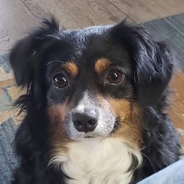 Butters - Miniature Australian Shepherd