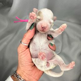 Pink Girl - Parti female Goldendoodle puppy in Hot Springs, Arkansas from Hot Springs Kennels