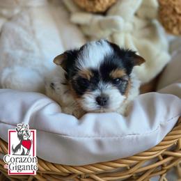 Mr. Grinch - Black tan and white male Biewer Terrier puppy in California from Corazon de gigante