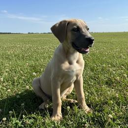 Sapphire - Fawn female Great Dane puppy in Florida from Beachside Kennels